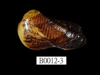 藏品(鞋魁蛤)的圖片